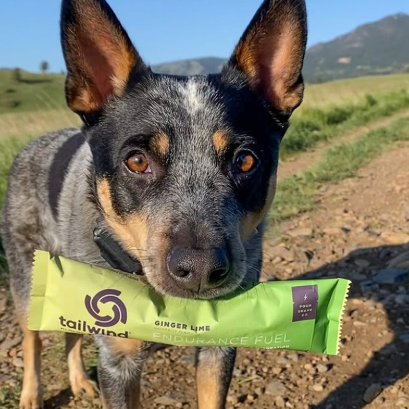 Tailwind Nutrition - Endurance Fuel - Stick Pack (200kcal) - Ginger Lime - Limited Edition